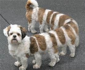 Belinda Allen from Njevity, Inc. shares information on Microsoft Dynamics GP.