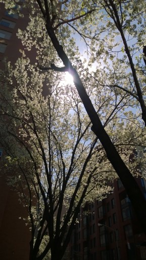 Microsoft Dynamics GP “how to” by Belinda, the GP CSI from Njevity.